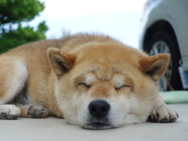 ▲筆者の愛犬“りき”もドライブデートの成功を祈って、熟睡していた