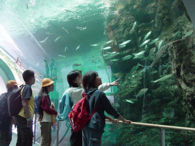 水族展示トンネル水槽