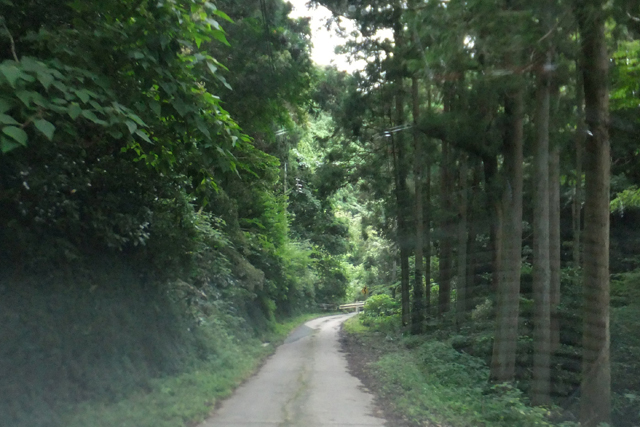 ▲道の両脇に巨木が林立。まるで天狗でも出てきそうなうっそうと茂った森の中を走る