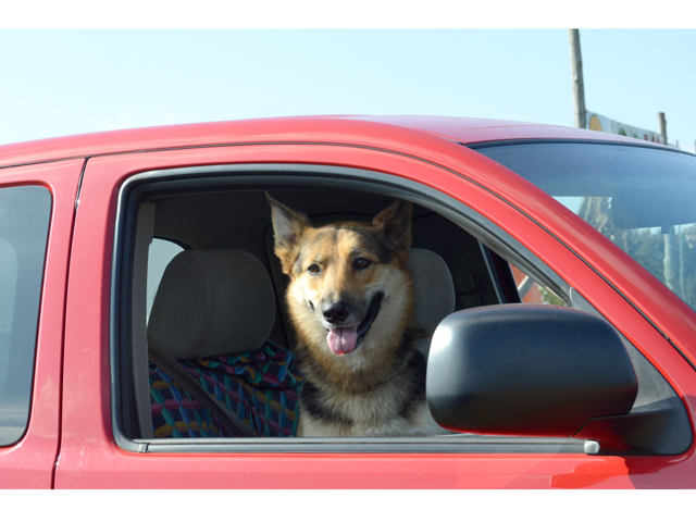 ▲犬を運転中の車に乗せるときには、ひざなどに乗せるなどは厳禁。いくら慣れていても動物なので、いつなんどき、どんな動きをするか分からず、事故にもつながり兼ねない