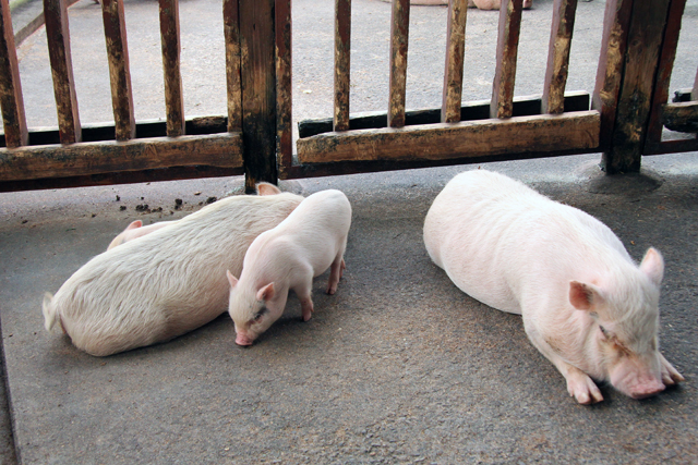 ▲マスコット的存在のミニ豚たちがいる「ミニ豚広場」や食事を楽しめる「レストラン」の他、ハム工房の「手づくり福豚工房」やウィンナーづくりが体験できる「手づくりウィンナー体験教室」などの施設がある