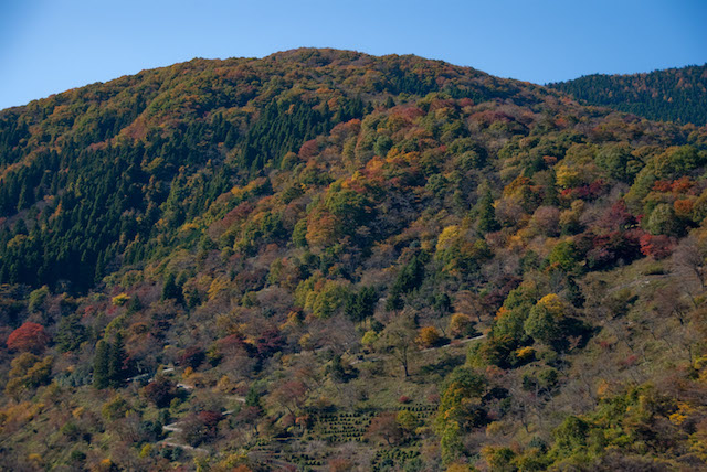 ▲日本の国土のおよそ7割は森林なので、CNFが実用化すれば資源を有効活用できる。自動車分野のみならず、家電や建材、包装・容器など、幅広い産業分野での実用化が期待されている