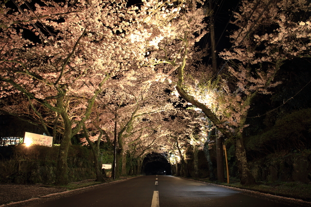 ▲写真はライトアップされた伊豆高原の桜。東京近郊にお住まいの方はちょっとした旅行で訪れてみてはいかがだろうか