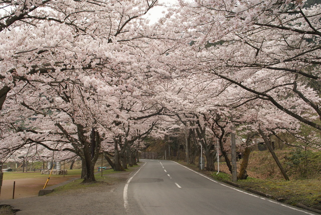 ▲写真は海津大崎の桜のトンネル