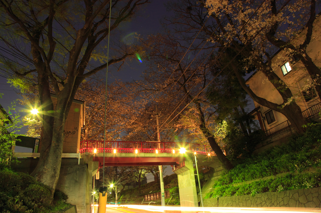 ▲写真はライトアップされた大田区の桜坂。都内にも桜の名所は数多く存在する
