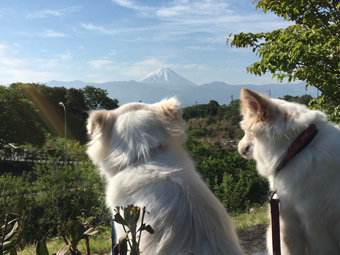 ▲天気のいい日は富士山がくっきりと。こんな雄大な景色を眺めながら、ベンチでのんびり休憩できます