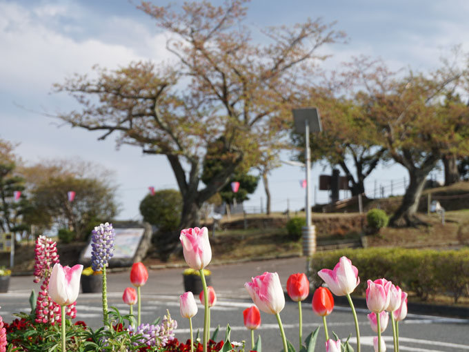 ▲四季折々の草花が楽しめるという