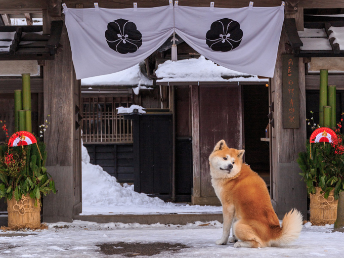 ▲秋田犬と書いて「あきたいぬ」と読むこと知ってべ？「あきたけん」って間違えるにいことが多いんだ！ 失礼しちゃうぜ