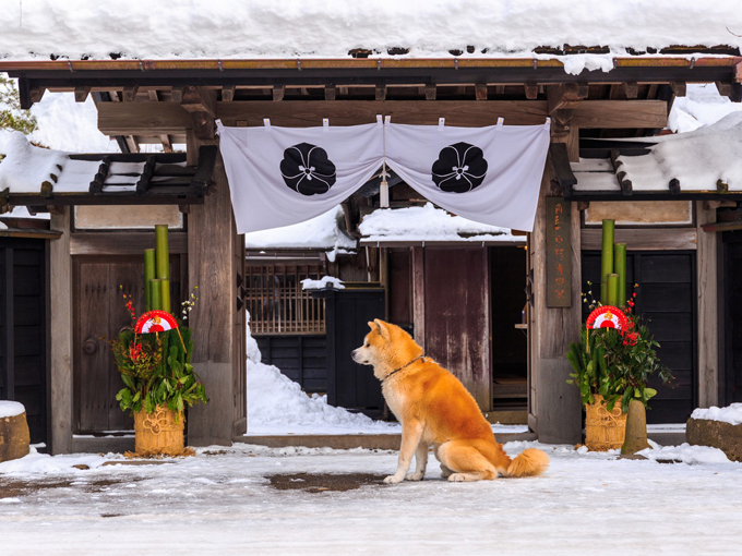 ▲「忠犬ハチ公」として有名で、日本だけでなく世界中から人気＆認知度の高い犬種です！ あの有名フィギアスケート選手も秋田犬を飼っていますよね(^^)