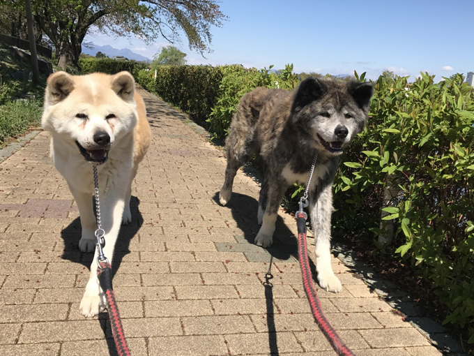 ▲馬力があってグイグイ進むのはオラたちと一緒だな。好きんだんて乗れる車だし、乗りこなすのもむずがし車だな。だども、それさえでぎたら、しっかりご主人様に使えるってのがオラたちとランドクルーザー56よ