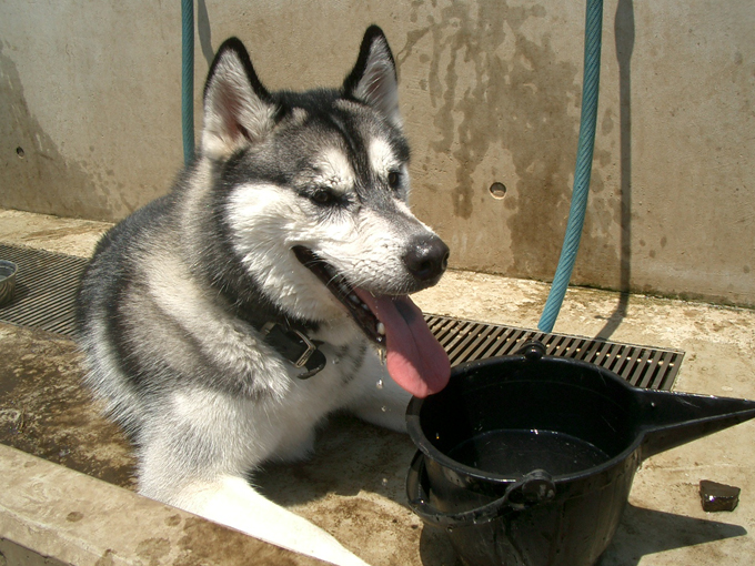 ▲もともと寒い地方出身なので、ちょっと熱いのは苦手。夏は冷房をつけるなどして、しっかり対策してあげましょう